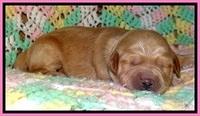 TB pups 2 wks old 61