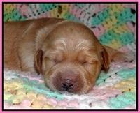 TB pups 2 wks old 81