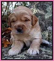TB pups 3 wks old 111