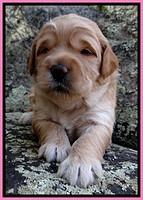 TB pups 3 wks old 121
