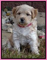 TB pups 5 wks old 41
