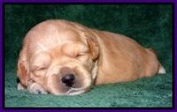 TB pups 2 wks old 202