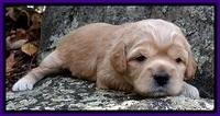 TB pups 3 wks old 141