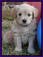 TB pups 5 wks old 481