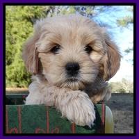 TB pups 7 wks old 321