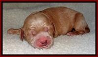 TB newborn  35 1