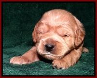 TB pups 2 wks old 122