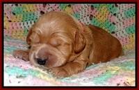 TB pups 2 wks old 281