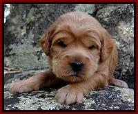 TB pups 3 wks old 361