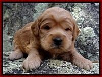 TB pups 3 wks old 371