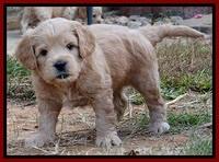 TB pups 5 wks old 251