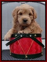 TB pups 5 wks old 261