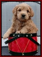 TB pups 5 wks old 271