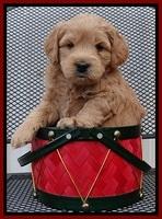 TB pups 5 wks old 281
