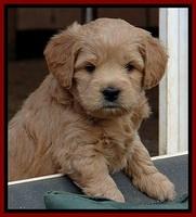 TB pups 5 wks old 291