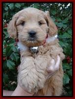 TB pups 6 weeks old 511