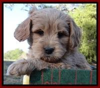 TB pups 7 wks old 41