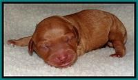 TB newborn  18 1