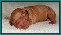 TB newborn  19 1