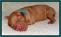 TB newborn  20 1