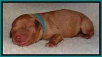 TB newborn  21 1