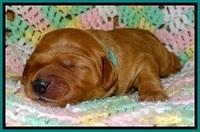 TB pups 2 wks old 161
