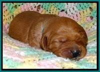 TB pups 2 wks old 171