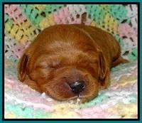 TB pups 2 wks old 191