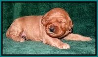 TB pups 2 wks old 311