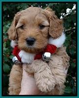 TB pups 6 weeks old 161