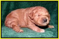 TB pups 2 wks old 132