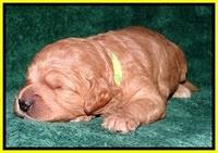 TB pups 2 wks old 152