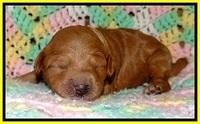 TB pups 2 wks old 241