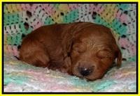 TB pups 2 wks old 251