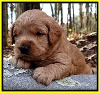 TB pups 3 wks old 321