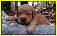 TB pups 3 wks old 351