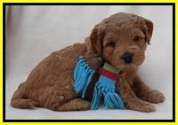 TB pups 4 wks old 101