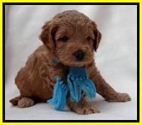 TB pups 4 wks old 71