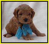 TB pups 4 wks old 81
