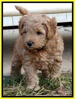 TB pups 5 wks old 91