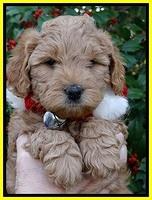 TB pups 6 weeks old 341