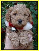TB pups 6 weeks old 361