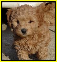 TB pups 6.5 wks old 42