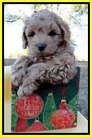 TB pups 7 wks old 101