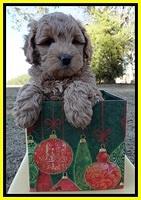 TB pups 7 wks old 111