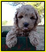 TB pups 7 wks old 91