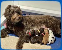 Willow Travler group newborn 11