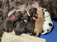 Willow Travler group newborn 41
