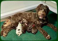 Willow Travler pups 1 week old 111