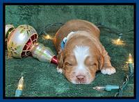 Willow Traveler pups 2 wks old 31
